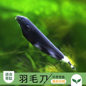 羽毛刀魚苗，羽毛刀魚苗飼料選擇指南 觀賞魚市場（混養(yǎng)魚） 第4張