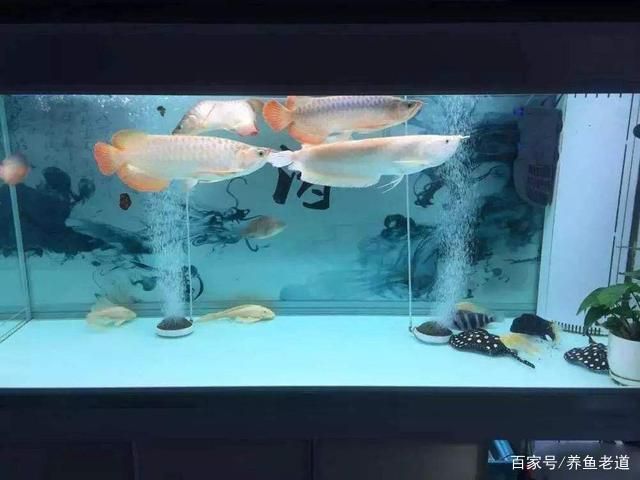 恐龍魚吃食視頻教程圖片，如何正確地喂食恐龍魚 水族問答