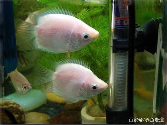 生態(tài)魚缸過濾器清洗，清洗生態(tài)魚缸過濾器的方法 魚缸百科 第5張