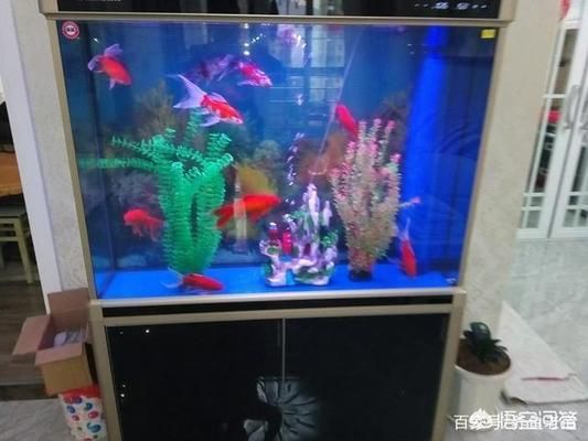 生態(tài)魚缸過濾器清洗，清洗生態(tài)魚缸過濾器的方法 魚缸百科 第6張