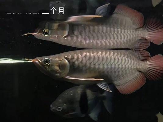 龍魚(yú)可以喂甲魚(yú)苗嗎，如何判斷龍魚(yú)是否消化不良 龍魚(yú)百科 第5張