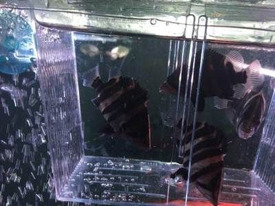 四紋虎魚適用底砂過濾器選擇，四紋虎魚適合使用底砂過濾器,滴流過濾器適用魚種介紹