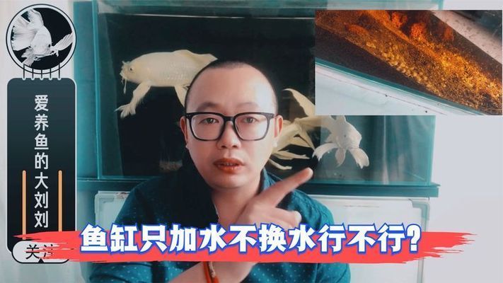 魚缸不換水行嗎視頻，如何維護魚缸水質 魚缸百科 第4張