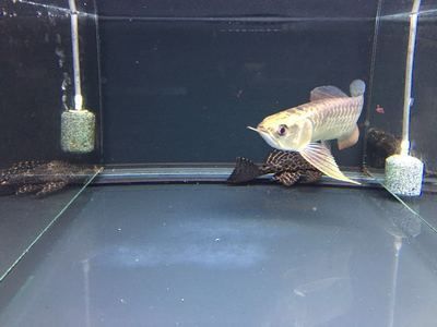 金頭過背金龍魚幼魚飼料選擇，金頭過背金龍魚幼魚的飼料選擇