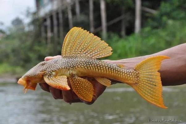 黃金達(dá)摩魚(yú)適宜水溫范圍，黃金達(dá)摩魚(yú)適宜的水溫范圍