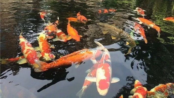 大正錦鯉魚的日常觀察要點(diǎn)，大正錦鯉魚日常觀察的幾個(gè)要點(diǎn) 觀賞魚市場(chǎng)（混養(yǎng)魚） 第2張