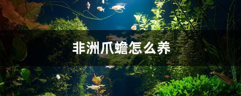 麥肯斯銀版魚適宜水溫范圍，麥肯斯銀版魚適宜水溫范圍查詢 觀賞魚市場（混養(yǎng)魚） 第1張