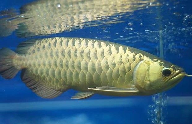 龍魚一公一母會(huì)打架？ 龍魚百科 第3張