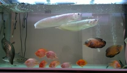 如何預(yù)防銀龍魚疾病，銀龍魚飼料多樣化搭配，銀龍魚水族箱空間要求 觀賞魚市場（混養(yǎng)魚） 第5張