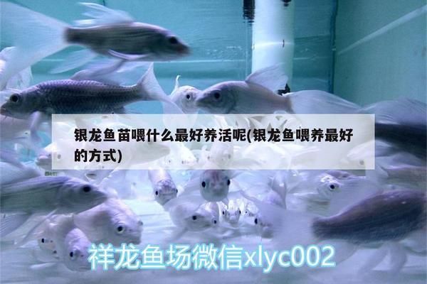 自制銀龍魚苗飼料配方，自制銀龍魚苗飼料的配方 觀賞魚市場（混養(yǎng)魚） 第1張