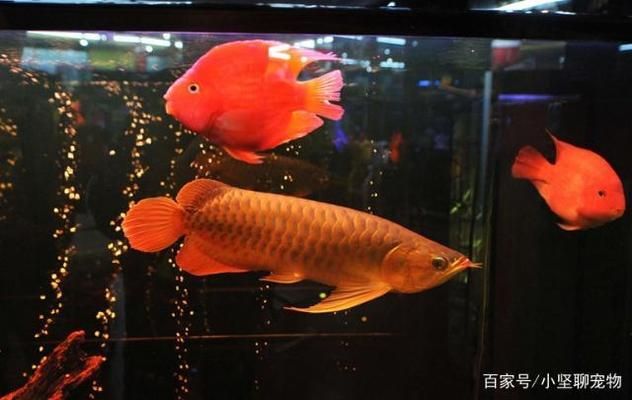 龍魚混養(yǎng)的分區(qū)養(yǎng)殖技巧，龍魚混養(yǎng)水質(zhì)管理 虎魚百科 第3張