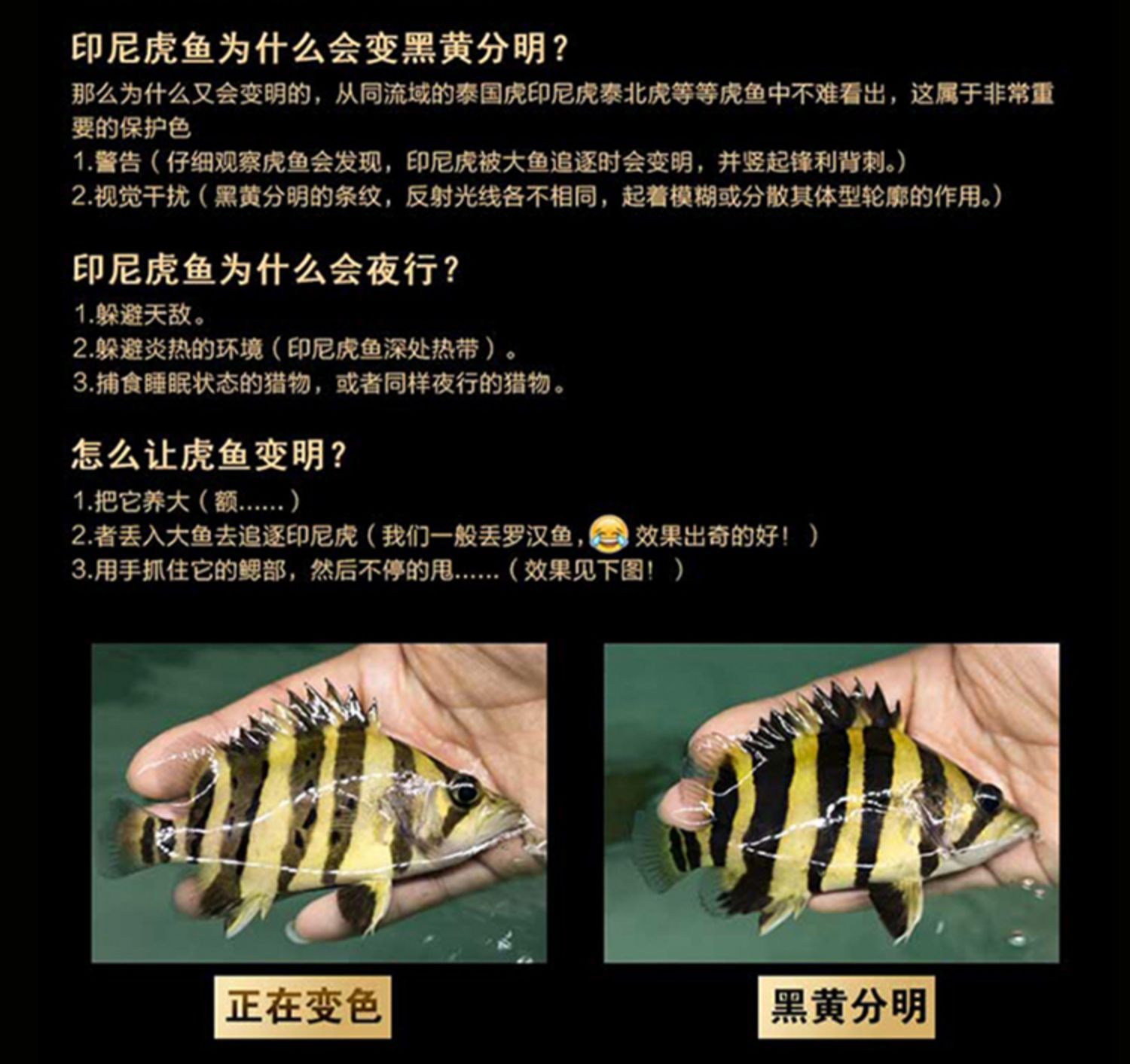 如何保持四紋虎魚水質穩(wěn)定，四紋虎魚適宜水溫控制技巧 虎魚百科 第4張