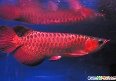 祥禾Super Red紅龍魚，祥禾superred紅龍魚價格最新動態(tài) 觀賞魚市場（混養(yǎng)魚） 第2張