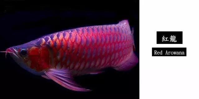 祥禾Super Red紅龍魚，祥禾superred紅龍魚價格最新動態(tài) 觀賞魚市場（混養(yǎng)魚） 第3張