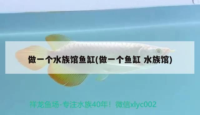 鑒別虎紋銀板魚(yú)健康技巧，如何鑒別虎紋銀板魚(yú)的健康狀況 觀賞魚(yú)市場(chǎng)（混養(yǎng)魚(yú)） 第5張