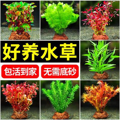 金老虎魚缸內(nèi)植物配置，金老虎魚缸內(nèi)植物的配置 虎魚百科 第5張