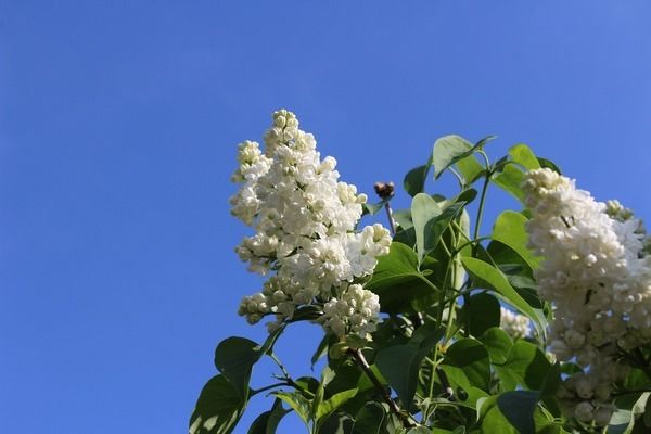 金老虎魚缸內(nèi)植物配置，金老虎魚缸內(nèi)植物的配置 虎魚百科 第2張