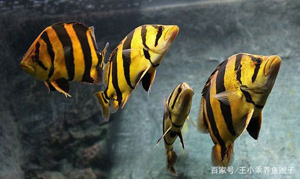 泰國虎魚適合新手養(yǎng)殖嗎，泰國虎魚養(yǎng)殖需要注意以下幾個(gè)方面泰國虎魚養(yǎng)殖注意事項(xiàng) 虎魚百科 第3張