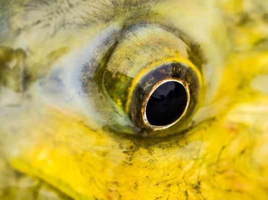 黃金河虎魚繁殖行為觀察指南，黃金河虎魚的繁殖行為的科學(xué)觀察方法 虎魚百科 第1張