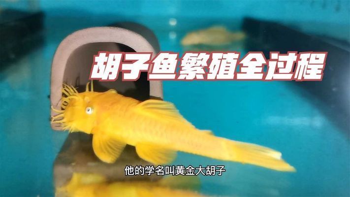 黃金河虎魚繁殖行為觀察指南，黃金河虎魚的繁殖行為的科學(xué)觀察方法 虎魚百科 第4張