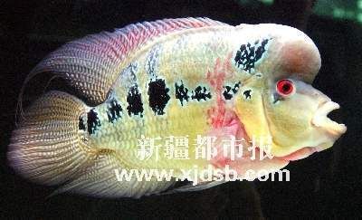 烏魯木齊觀賞魚批發(fā)市場(chǎng)，烏魯木齊觀賞魚市場(chǎng) 魚缸百科 第5張