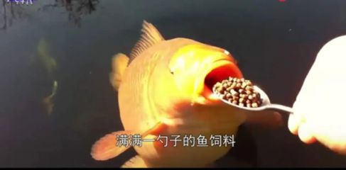 龍魚吃錦鯉飼料沒事吧視頻，龍魚可以吃錦鯉飼料嗎 虎魚百科 第3張