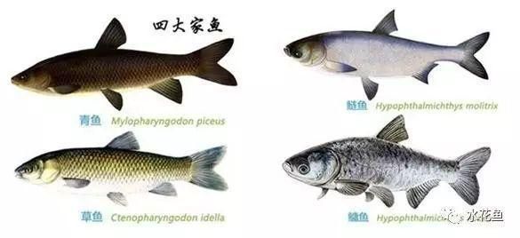 混養(yǎng)魚(yú)種性格對(duì)比，如何處理混養(yǎng)觀賞魚(yú)的性格問(wèn)題 虎魚(yú)百科 第1張