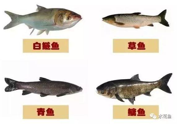 混養(yǎng)魚(yú)種性格對(duì)比，如何處理混養(yǎng)觀賞魚(yú)的性格問(wèn)題 虎魚(yú)百科 第4張