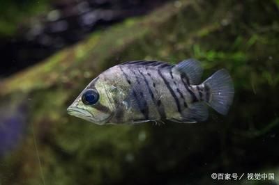 蘇虎魚的飼養(yǎng)環(huán)境要求，蘇虎魚的飼養(yǎng)方法 虎魚百科 第4張