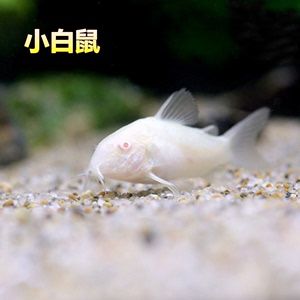 三間鼠魚繁殖期特殊護(hù)理，三間鼠魚的性情溫和，但在繁殖期間應(yīng)避免與其他魚類發(fā)生沖突 觀賞魚市場（混養(yǎng)魚） 第2張