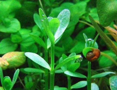 繁殖缸內(nèi)水草種類推薦，繁殖缸內(nèi)水草種類推薦，在繁殖缸中，選擇合適的水草種類是確保水質(zhì)和美觀的關(guān)鍵 觀賞魚市場（混養(yǎng)魚） 第3張