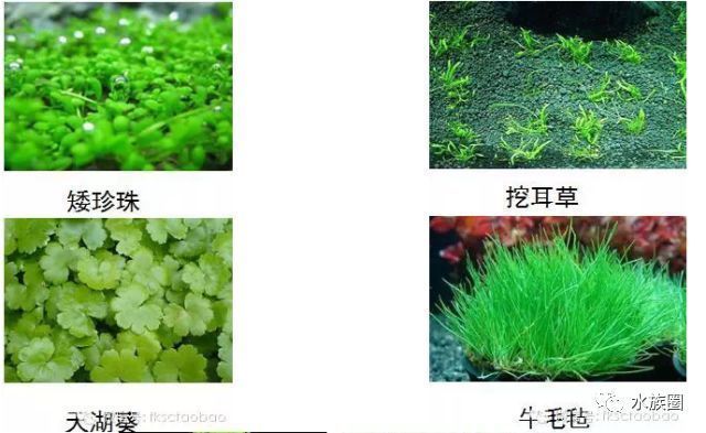 繁殖缸內(nèi)水草種類推薦，繁殖缸內(nèi)水草種類推薦，在繁殖缸中，選擇合適的水草種類是確保水質(zhì)和美觀的關(guān)鍵 觀賞魚市場（混養(yǎng)魚） 第5張