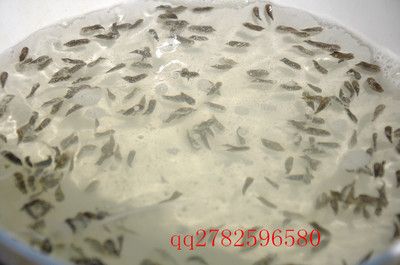 黃鰭鯧魚日常飼料選擇，黃鰭鯧魚的日常飼料選擇應(yīng)考慮其生長階段和水質(zhì)情況 觀賞魚市場（混養(yǎng)魚） 第1張