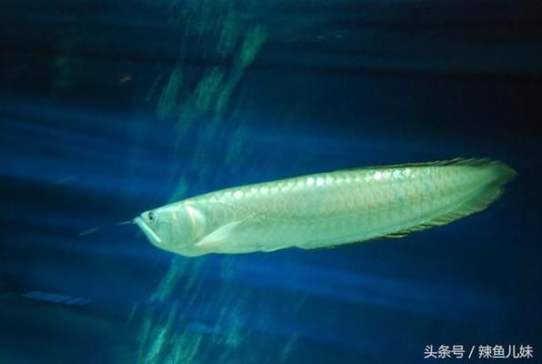 銀龍魚(yú)飼料新鮮度判斷，如何判斷銀龍魚(yú)飼料的新鮮度 觀賞魚(yú)市場(chǎng)（混養(yǎng)魚(yú)） 第3張