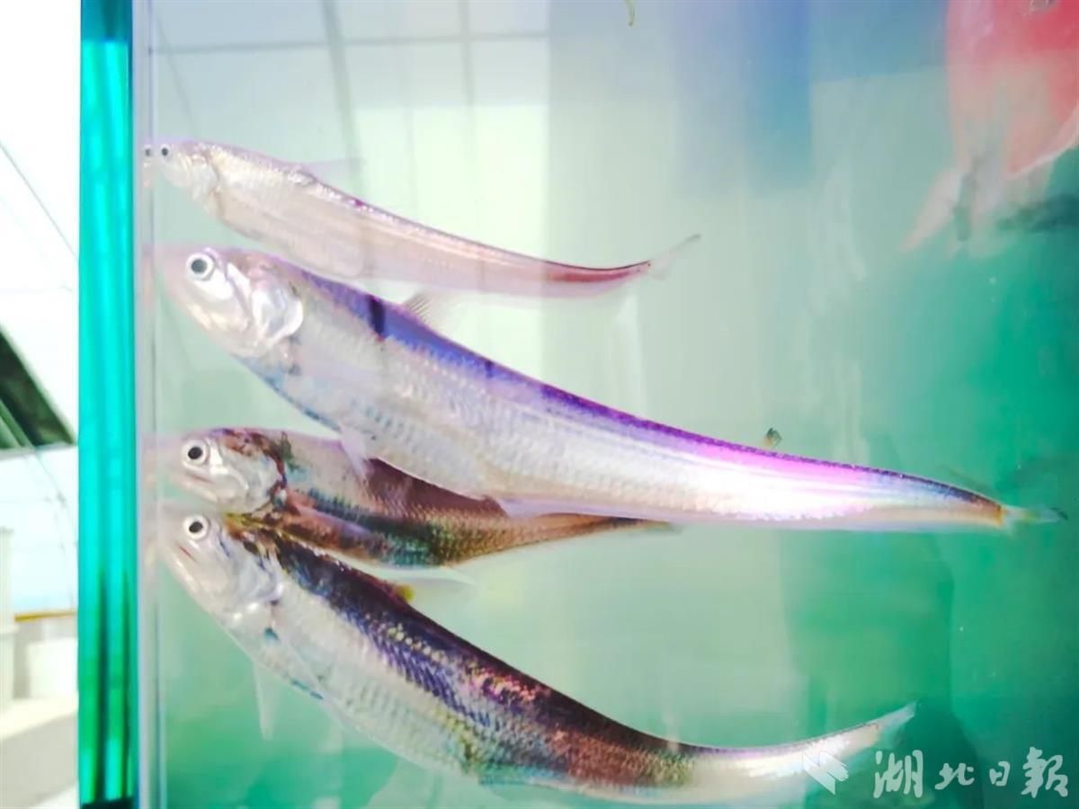 刀魚人工養(yǎng)殖技術(shù)進(jìn)展，刀魚人工養(yǎng)殖技術(shù)取得顯著進(jìn)展得到更顯著進(jìn)展的應(yīng)用 魚缸百科 第1張