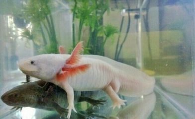 六耳恐龍魚，六耳恐龍魚是一種什么樣的動物？ 龍魚百科 第5張