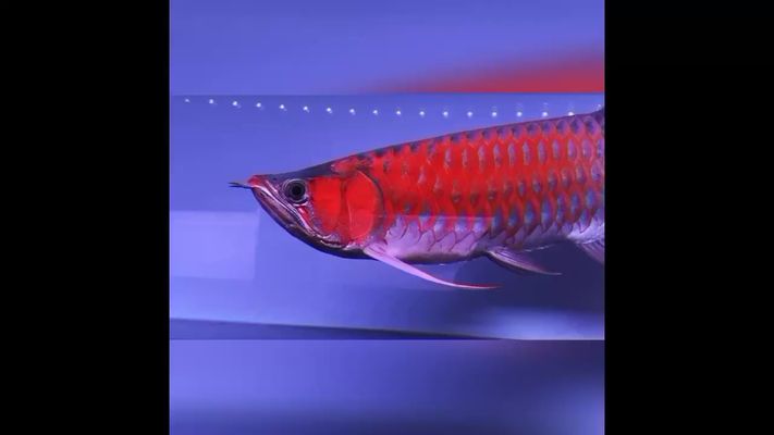 月光鴨嘴魚苗飼料品牌推薦，關(guān)于月光鴨嘴魚苗飼料的一些推薦和相關(guān)信息 虎魚百科 第1張