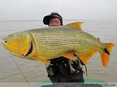 黃金河虎魚(yú)隱蔽場(chǎng)所布置，黃金河虎魚(yú)繁殖技巧分享， 虎魚(yú)百科 第5張