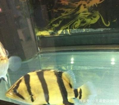 四紋虎混養(yǎng)伙伴選擇指南，四紋虎魚與龍魚混養(yǎng) 虎魚百科 第2張