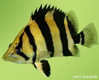 印尼虎魚(yú)體色變化原因，印尼虎魚(yú)體色變化的自我保護(hù)機(jī)制 虎魚(yú)百科 第1張