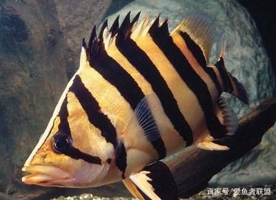 印尼虎魚(yú)體色變化原因，印尼虎魚(yú)體色變化的自我保護(hù)機(jī)制 虎魚(yú)百科 第5張