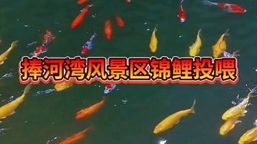 不同水溫下錦鯉投喂指南，錦鯉飼養(yǎng)指南 觀賞魚市場（混養(yǎng)魚） 第1張