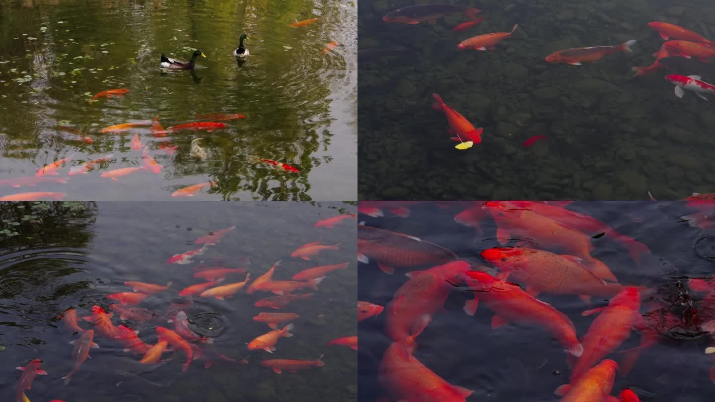 不同水溫下錦鯉投喂指南，錦鯉飼養(yǎng)指南 觀賞魚市場（混養(yǎng)魚） 第2張