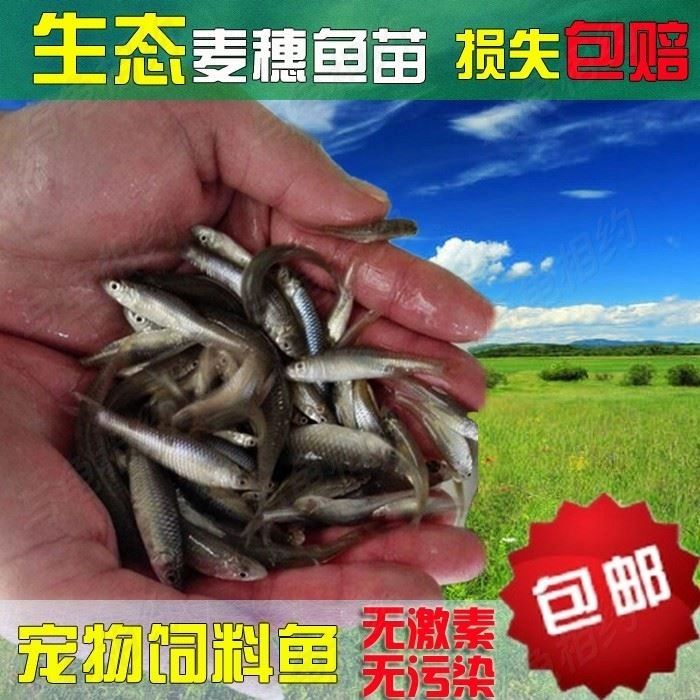 虎魚人工飼料訓(xùn)餌技巧，如何訓(xùn)練虎魚吃人工飼料 虎魚百科 第5張