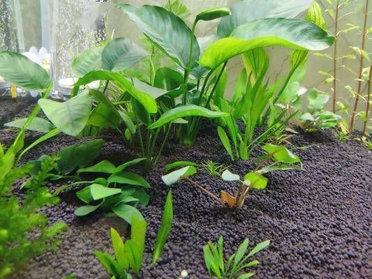 水族箱內(nèi)適合種植的水草種類，水族箱內(nèi)適合種植的水草種類：水族箱水草養(yǎng)護(hù)技巧 觀賞魚市場(chǎng)（混養(yǎng)魚） 第1張