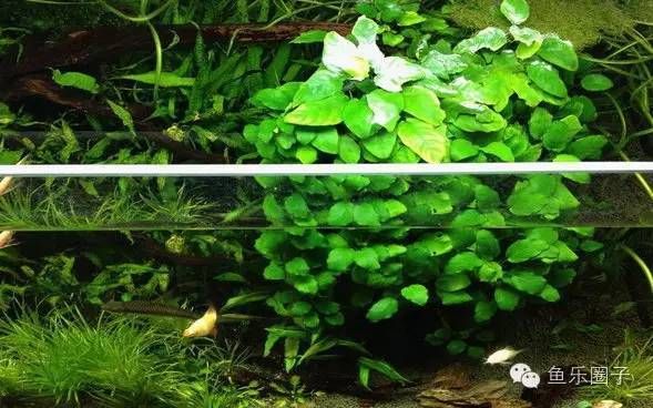 水族箱內(nèi)適合種植的水草種類，水族箱內(nèi)適合種植的水草種類：水族箱水草養(yǎng)護(hù)技巧 觀賞魚市場(chǎng)（混養(yǎng)魚） 第5張