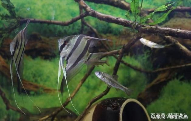 神仙魚混養(yǎng)的水質(zhì)管理技巧，神仙魚混養(yǎng)時的水質(zhì)管理技巧 虎魚百科 第2張