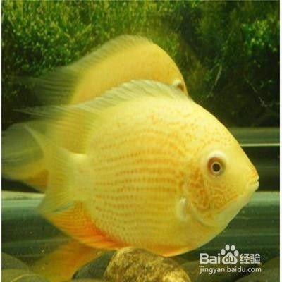 噴點(diǎn)菠蘿魚(yú)水溫調(diào)節(jié)技巧，噴點(diǎn)菠蘿魚(yú)換水注意事項(xiàng), 觀賞魚(yú)市場(chǎng)（混養(yǎng)魚(yú)） 第4張