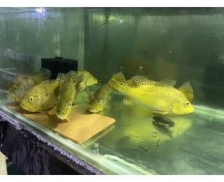 巴西亞魚苗最佳飼養(yǎng)溫度，巴西亞魚苗最佳飼養(yǎng)溫度應(yīng)維持在26至30攝氏度之間 觀賞魚市場(chǎng)（混養(yǎng)魚） 第2張