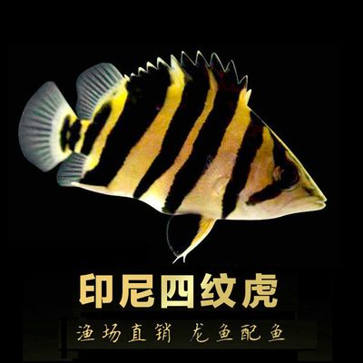 印尼三紋虎混養(yǎng)伴侶魚種推薦，印尼三紋虎與七彩神仙魚混養(yǎng)的水質(zhì)要求 虎魚百科 第1張